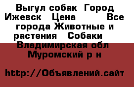 Выгул собак. Город Ижевск › Цена ­ 150 - Все города Животные и растения » Собаки   . Владимирская обл.,Муромский р-н